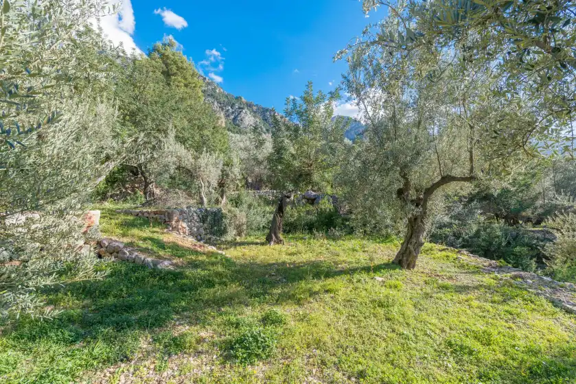 Ferienhaus auf S'olivaret, Fornalutx