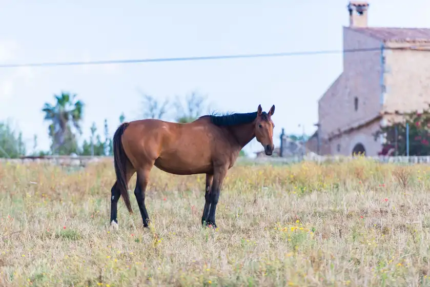 Alquiler vacacional en Sa vinyota, Llubí