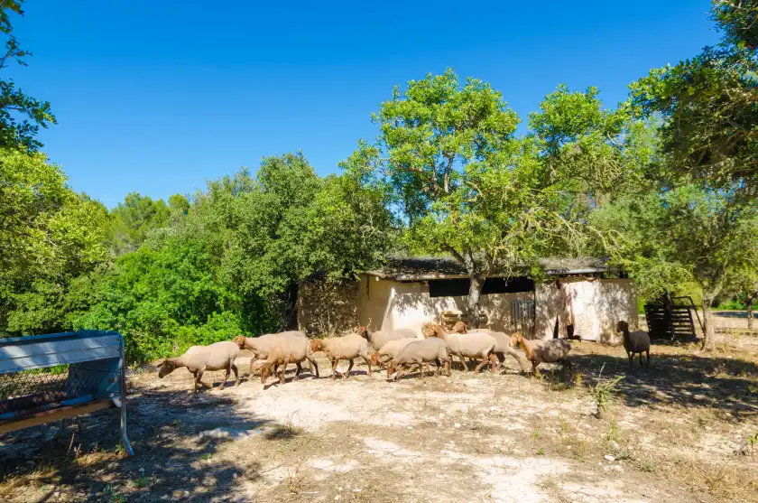 Ferienhaus auf S'aresta den rumbet, Llucmajor