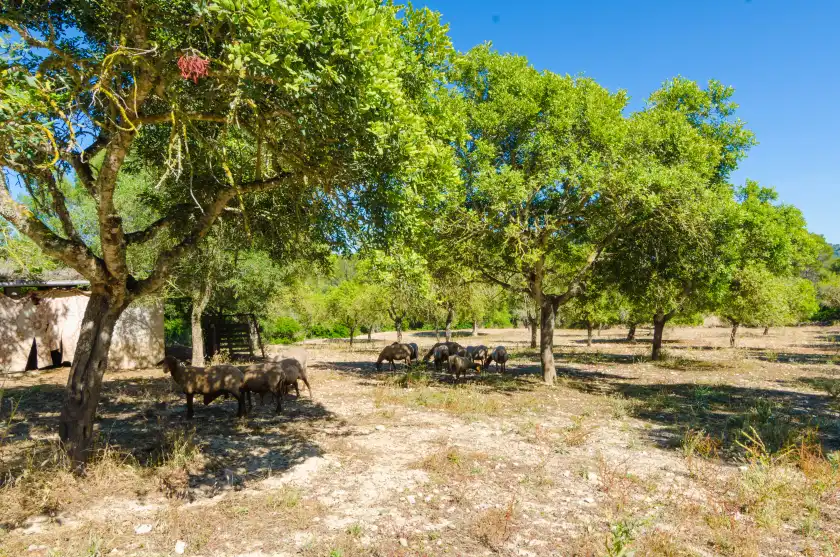 Ferienhaus auf S'aresta den rumbet, Llucmajor