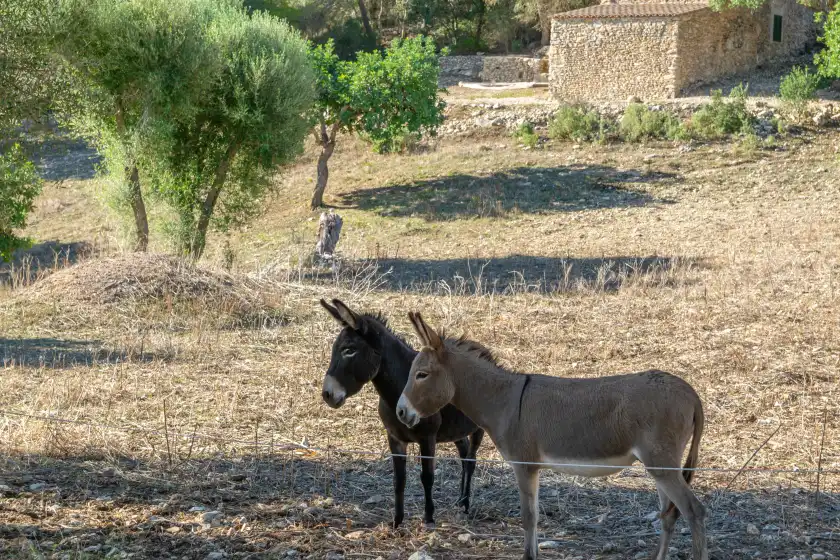 Alquiler vacacional en Son esquerrà, Felanitx
