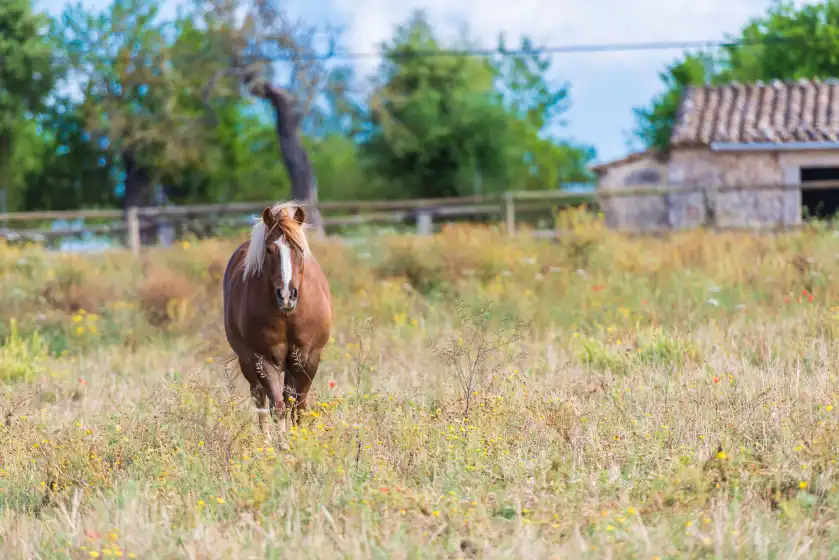 Alquiler vacacional en Sa vinyota, Llubí