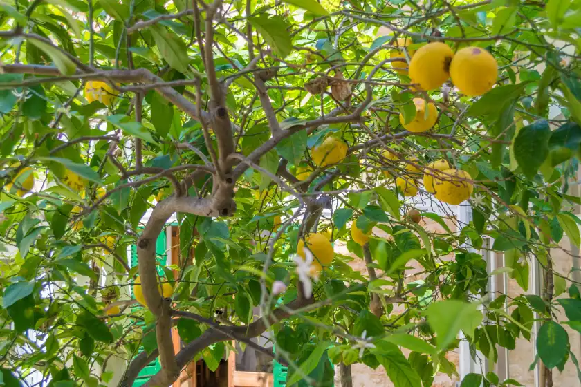 Ferienhaus auf Ca sa tia bel, Alcúdia